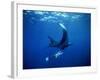 Diver Swims with Giant Manta Ray, Mexico-Jeffrey Rotman-Framed Photographic Print