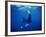 Diver Swims with Giant Manta Ray, Mexico-Jeffrey Rotman-Framed Photographic Print