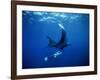 Diver Swims with Giant Manta Ray, Mexico-Jeffrey Rotman-Framed Photographic Print