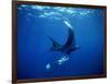 Diver Swims with Giant Manta Ray, Mexico-Jeffrey Rotman-Framed Photographic Print