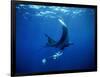 Diver Swims with Giant Manta Ray, Mexico-Jeffrey Rotman-Framed Photographic Print