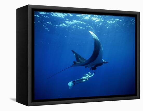 Diver Swims with Giant Manta Ray, Mexico-Jeffrey Rotman-Framed Stretched Canvas