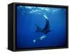 Diver Swims with Giant Manta Ray, Mexico-Jeffrey Rotman-Framed Stretched Canvas