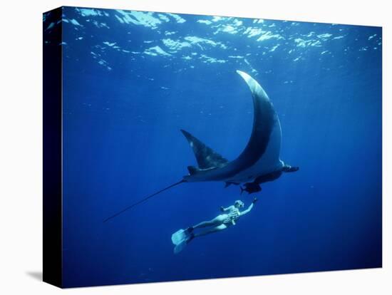 Diver Swims with Giant Manta Ray, Mexico-Jeffrey Rotman-Stretched Canvas