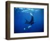 Diver Swims with Giant Manta Ray, Mexico-Jeffrey Rotman-Framed Photographic Print