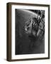 Diver Wearing Deep Sea Diving Suit in the Water-null-Framed Photographic Print