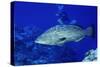 Diver with Black Grouper-Hal Beral-Stretched Canvas