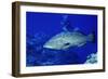 Diver with Black Grouper-Hal Beral-Framed Photographic Print