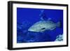 Diver with Black Grouper-Hal Beral-Framed Photographic Print