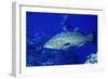 Diver with Black Grouper-Hal Beral-Framed Photographic Print