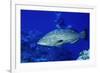 Diver with Black Grouper-Hal Beral-Framed Photographic Print