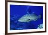 Diver with Black Grouper-Hal Beral-Framed Photographic Print