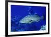 Diver with Black Grouper-Hal Beral-Framed Photographic Print