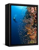 Diver With Light Next To Vertical Reef Formation, Pantar Island, Indonesia-Jones-Shimlock-Framed Stretched Canvas