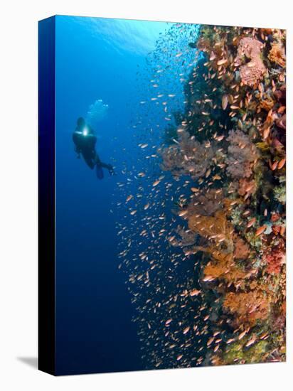 Diver With Light Next To Vertical Reef Formation, Pantar Island, Indonesia-Jones-Shimlock-Stretched Canvas