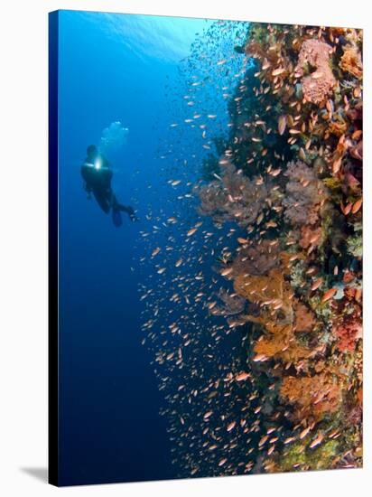 Diver With Light Next To Vertical Reef Formation, Pantar Island, Indonesia-Jones-Shimlock-Stretched Canvas