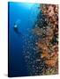 Diver With Light Next To Vertical Reef Formation, Pantar Island, Indonesia-Jones-Shimlock-Stretched Canvas