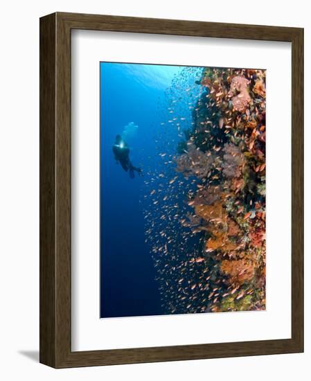 Diver With Light Next To Vertical Reef Formation, Pantar Island, Indonesia-Jones-Shimlock-Framed Photographic Print