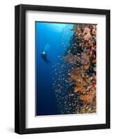 Diver With Light Next To Vertical Reef Formation, Pantar Island, Indonesia-Jones-Shimlock-Framed Photographic Print