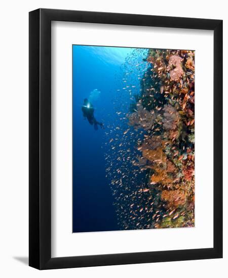 Diver With Light Next To Vertical Reef Formation, Pantar Island, Indonesia-Jones-Shimlock-Framed Photographic Print