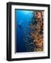 Diver With Light Next To Vertical Reef Formation, Pantar Island, Indonesia-Jones-Shimlock-Framed Photographic Print