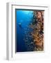 Diver With Light Next To Vertical Reef Formation, Pantar Island, Indonesia-Jones-Shimlock-Framed Photographic Print