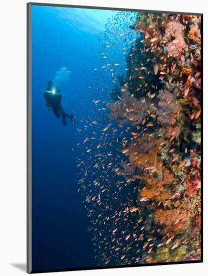 Diver With Light Next To Vertical Reef Formation, Pantar Island, Indonesia-Jones-Shimlock-Mounted Photographic Print