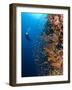 Diver With Light Next To Vertical Reef Formation, Pantar Island, Indonesia-Jones-Shimlock-Framed Photographic Print