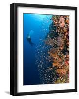 Diver With Light Next To Vertical Reef Formation, Pantar Island, Indonesia-Jones-Shimlock-Framed Photographic Print