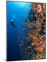 Diver With Light Next To Vertical Reef Formation, Pantar Island, Indonesia-Jones-Shimlock-Mounted Photographic Print