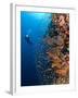 Diver With Light Next To Vertical Reef Formation, Pantar Island, Indonesia-Jones-Shimlock-Framed Photographic Print