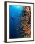 Diver With Light Next To Vertical Reef Formation, Pantar Island, Indonesia-Jones-Shimlock-Framed Photographic Print