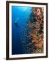 Diver With Light Next To Vertical Reef Formation, Pantar Island, Indonesia-Jones-Shimlock-Framed Photographic Print