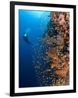 Diver With Light Next To Vertical Reef Formation, Pantar Island, Indonesia-Jones-Shimlock-Framed Photographic Print