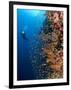 Diver With Light Next To Vertical Reef Formation, Pantar Island, Indonesia-Jones-Shimlock-Framed Photographic Print