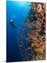 Diver With Light Next To Vertical Reef Formation, Pantar Island, Indonesia-Jones-Shimlock-Mounted Photographic Print