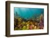 Diverse array of algae species, Falmouth, Cornwall, UK-Lewis Jefferies-Framed Photographic Print