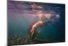 Dives in Beams-null-Mounted Art Print