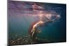 Dives in Beams-Dmitry Laudin-Mounted Photographic Print