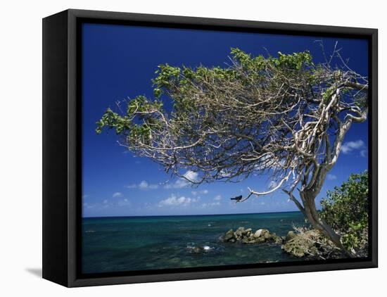 Divi Divi Tree, Cudarebe Point, Aruba, West Indies, Dutch Caribbean, Central America-Sergio Pitamitz-Framed Stretched Canvas