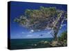 Divi Divi Tree, Cudarebe Point, Aruba, West Indies, Dutch Caribbean, Central America-Sergio Pitamitz-Stretched Canvas