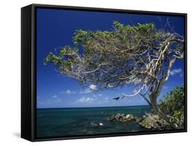 Divi Divi Tree, Cudarebe Point, Aruba, West Indies, Dutch Caribbean, Central America-Sergio Pitamitz-Framed Stretched Canvas