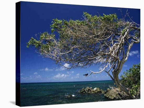 Divi Divi Tree, Cudarebe Point, Aruba, West Indies, Dutch Caribbean, Central America-Sergio Pitamitz-Stretched Canvas