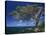 Divi Divi Tree, Cudarebe Point, Aruba, West Indies, Dutch Caribbean, Central America-Sergio Pitamitz-Stretched Canvas