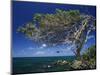 Divi Divi Tree, Cudarebe Point, Aruba, West Indies, Dutch Caribbean, Central America-Sergio Pitamitz-Mounted Photographic Print