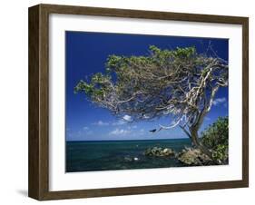 Divi Divi Tree, Cudarebe Point, Aruba, West Indies, Dutch Caribbean, Central America-Sergio Pitamitz-Framed Photographic Print