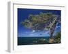 Divi Divi Tree, Cudarebe Point, Aruba, West Indies, Dutch Caribbean, Central America-Sergio Pitamitz-Framed Photographic Print