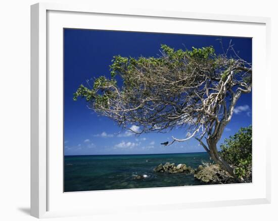 Divi Divi Tree, Cudarebe Point, Aruba, West Indies, Dutch Caribbean, Central America-Sergio Pitamitz-Framed Photographic Print