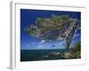 Divi Divi Tree, Cudarebe Point, Aruba, West Indies, Dutch Caribbean, Central America-Sergio Pitamitz-Framed Photographic Print