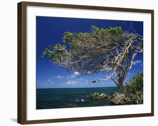 Divi Divi Tree, Cudarebe Point, Aruba, West Indies, Dutch Caribbean, Central America-Sergio Pitamitz-Framed Photographic Print